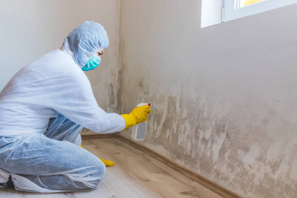 Licensed Mold Remediation service in Tacoma, WA - 24 Hour Mold Removal